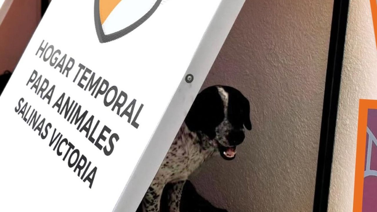 Salinas Victoria da refugio a perritos y gatitos callejeros