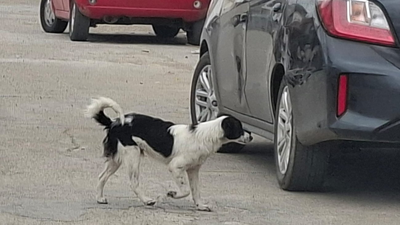 Whats_App_Image_2026_01_26_at_6_54_25_PM_506e567672