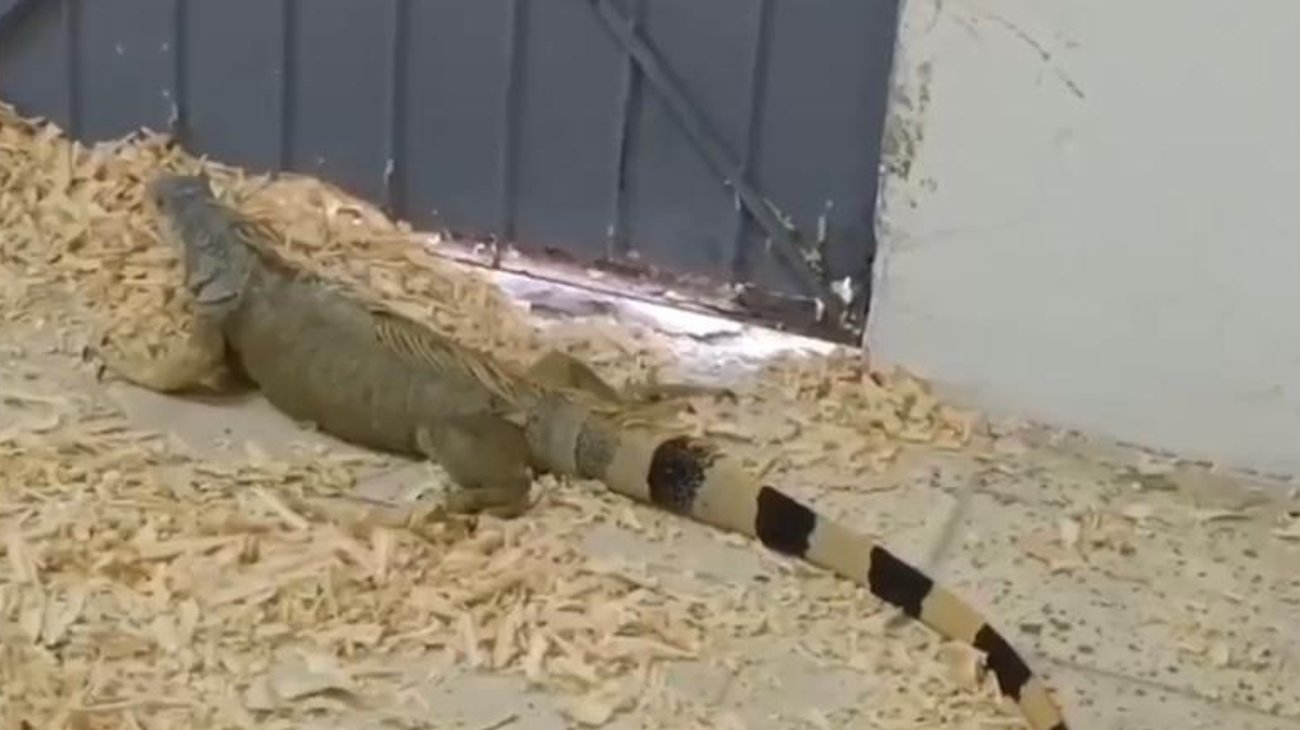 Rescatan iguanas en Tampico paralizadas por bajas temperaturas