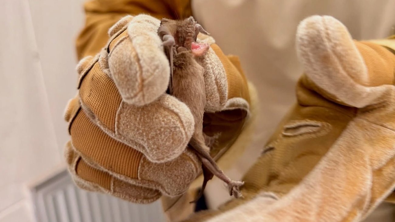 Capturan a murciélago hallado en baño de la clínica 17 del IMSS