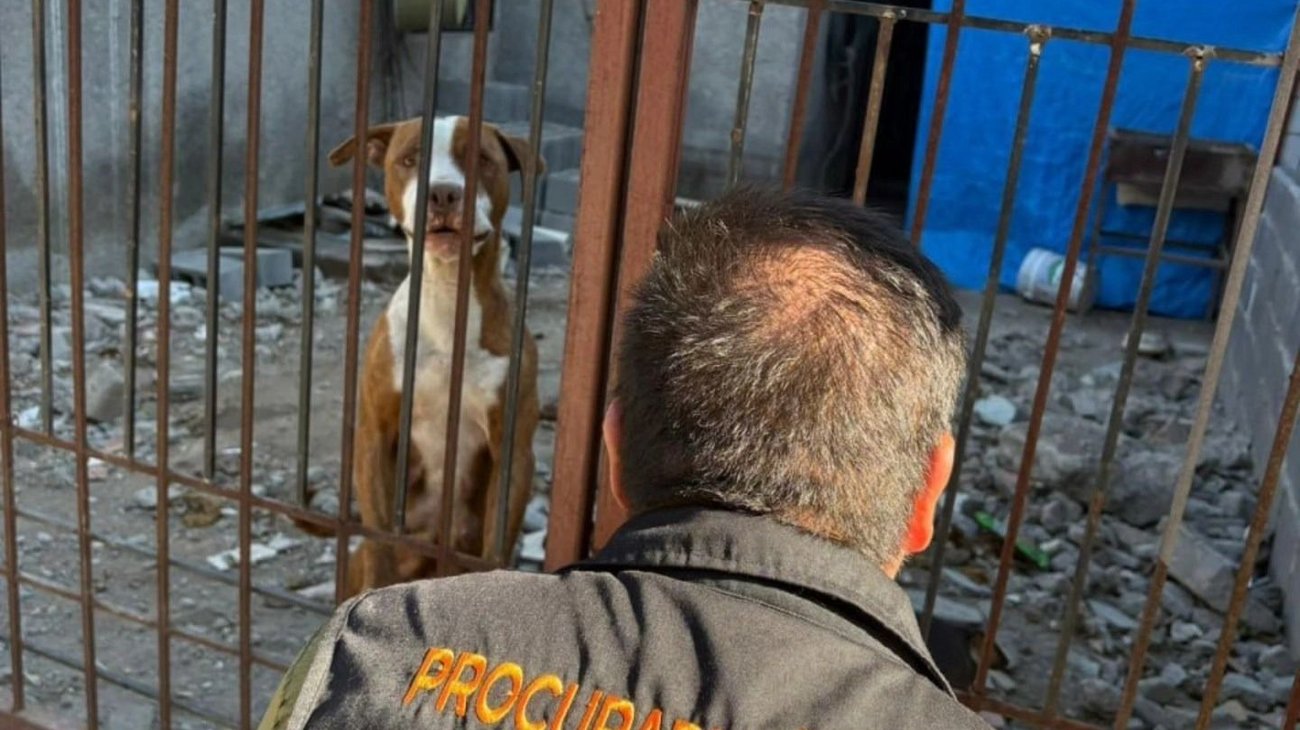 Rescatan a perritos amarrados sin acceso a agua en Guadalupe