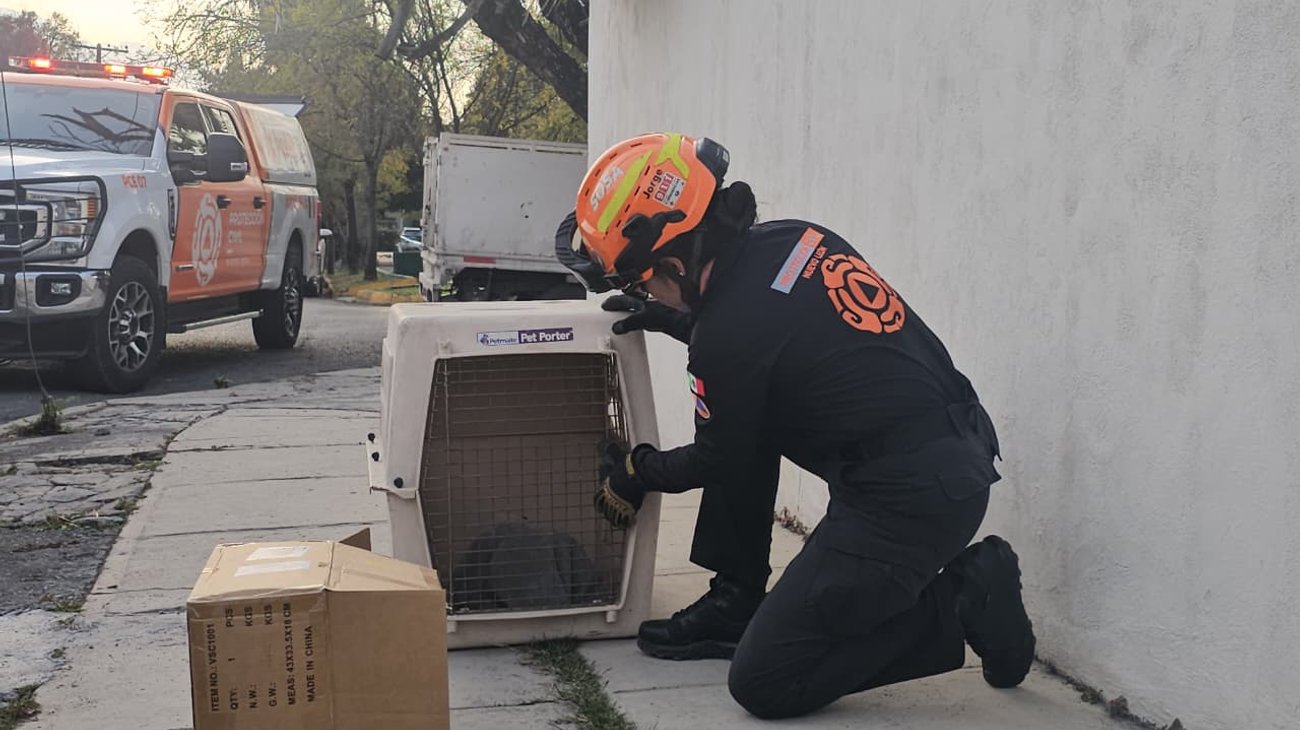 Rescata PCNL a tlacuache víctima de maltrato en Mitras Sur