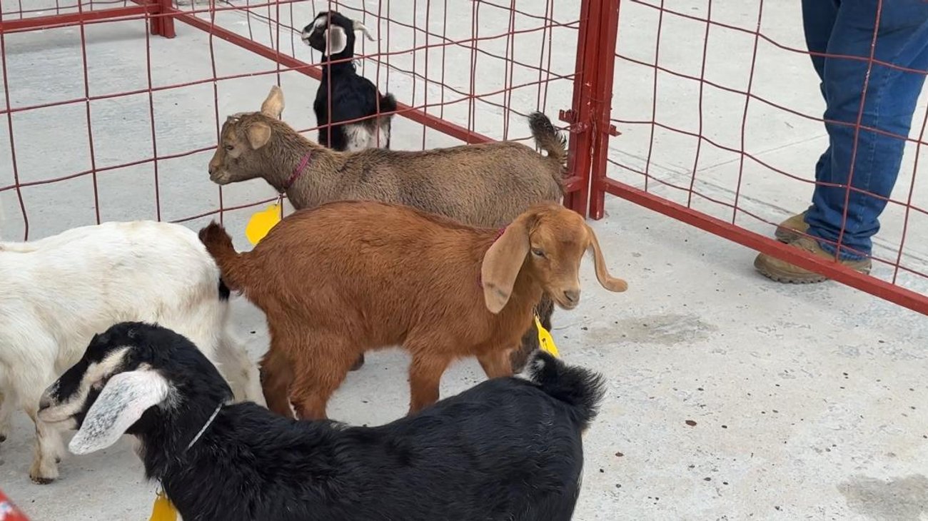 Festival del Cabrito busca comercialización justa y exportación