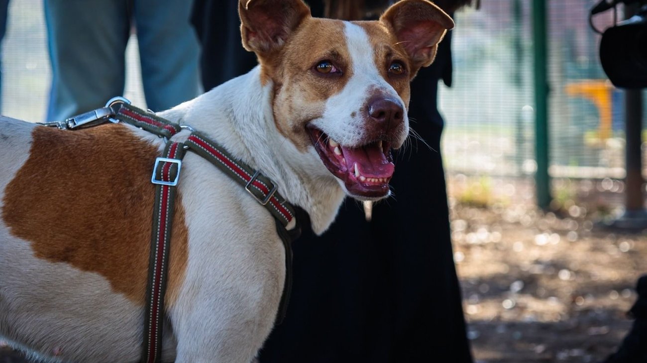 Meta alcanzada: ¡Perrita maratonista ya tiene familia! 