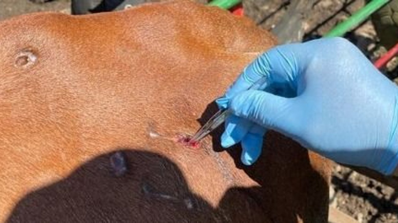 Notifican a ganaderos sobre identificación de gusano barrenador