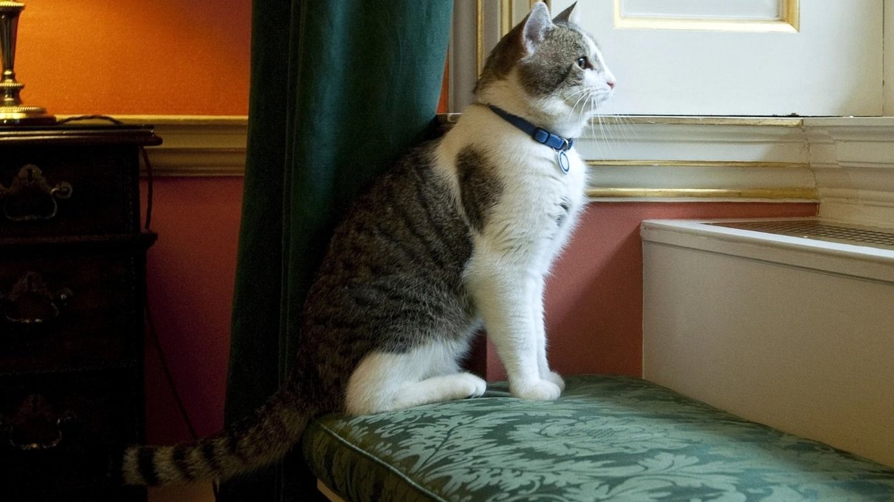 Cumple 15 años Larry, el gato más famoso del mundo