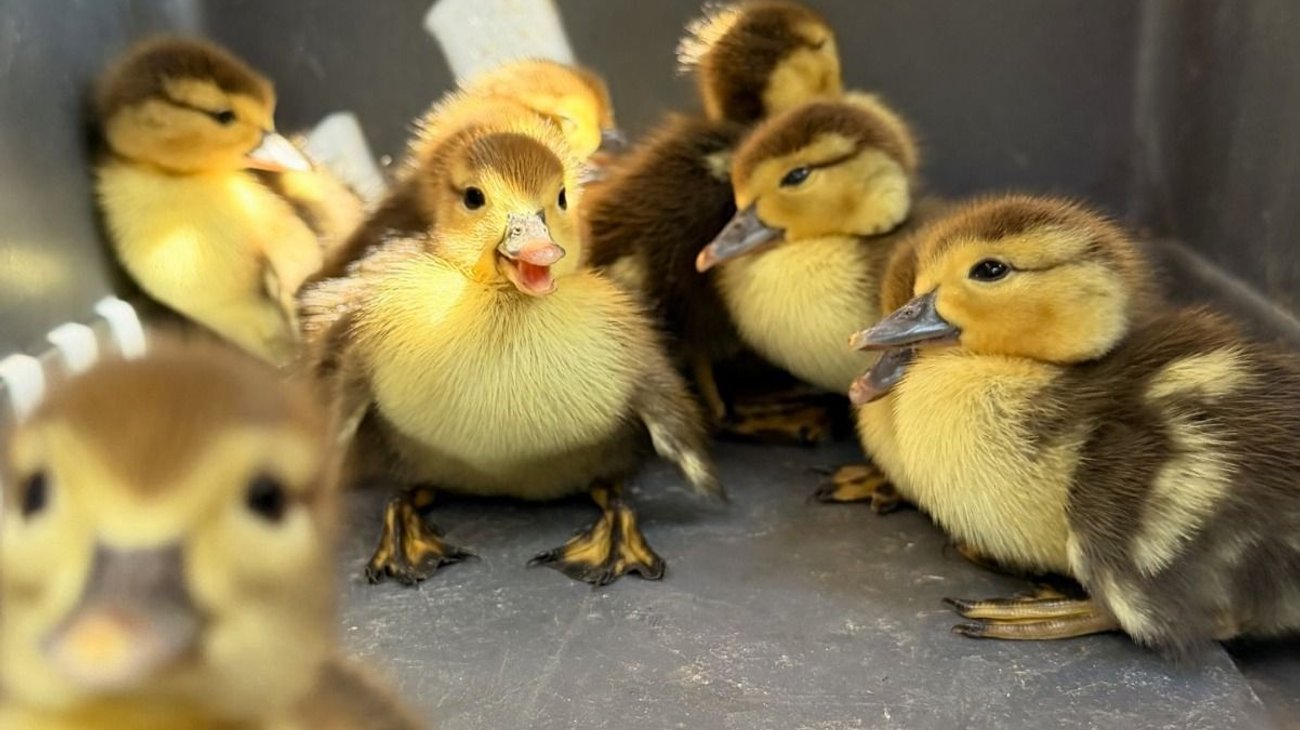 Rescatan a 14 crías de pato en el Centro de Monterrey