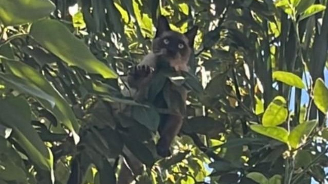 Rescatan a gato atrapado cuatro días en un árbol en Guadalupe