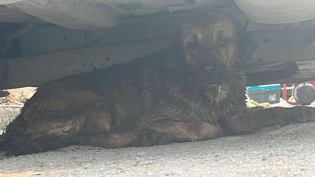 Rescata PC Guadalupe a "Welo", perrito atrapado en barandal