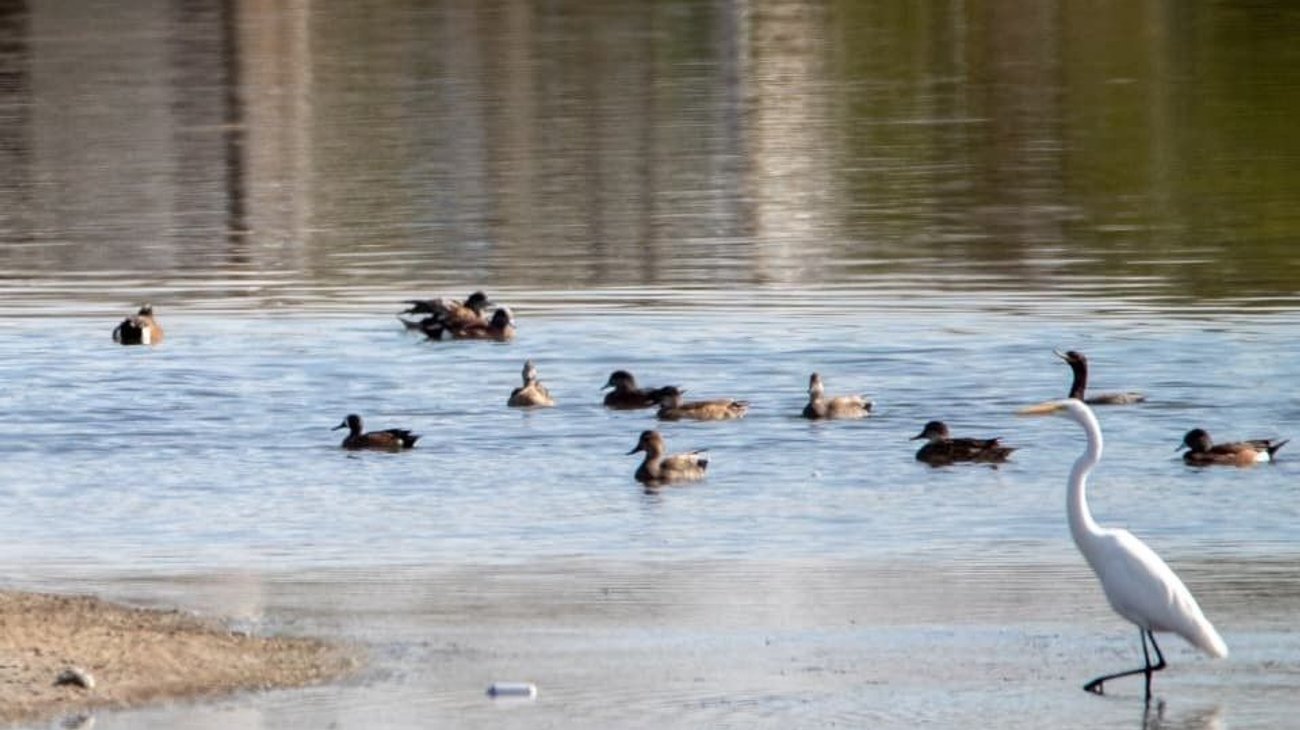 Refuerza Parques y Vida Silvestre monitoreo de biodiversidad