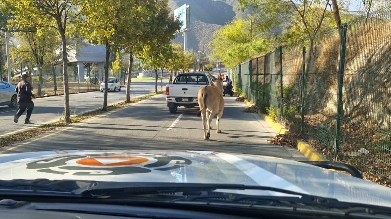 Antilope suelto moviliza a Protección Civil en Guadalupe