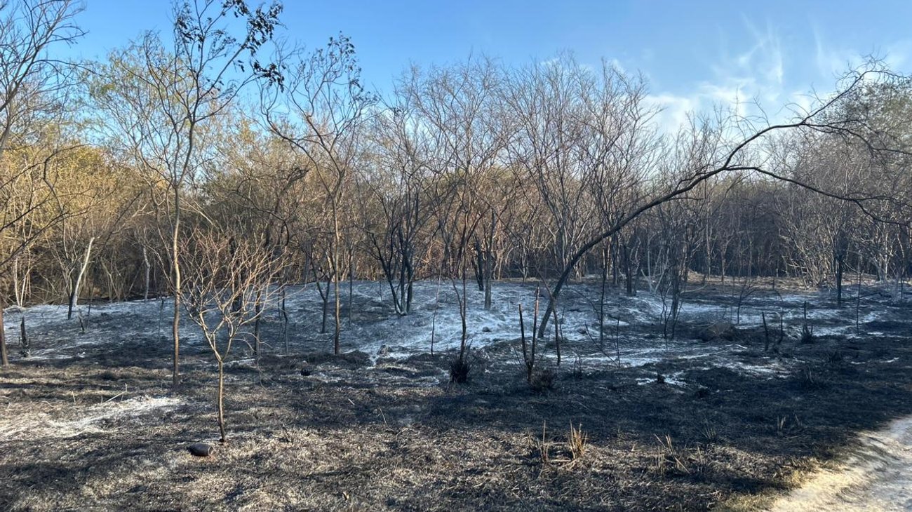 Incendio arrasa corralón y zona forestal en Juárez