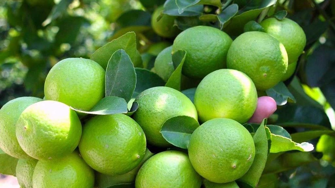 Whats_App_Image_2026_03_17_at_16_34_14_754d0f4840