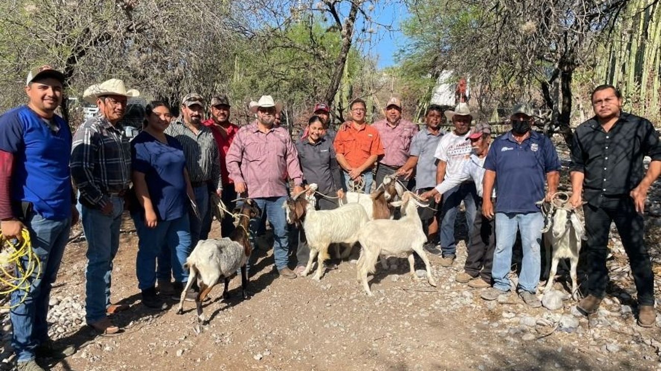 Mejora productividad y calidad genética del hato caprino 