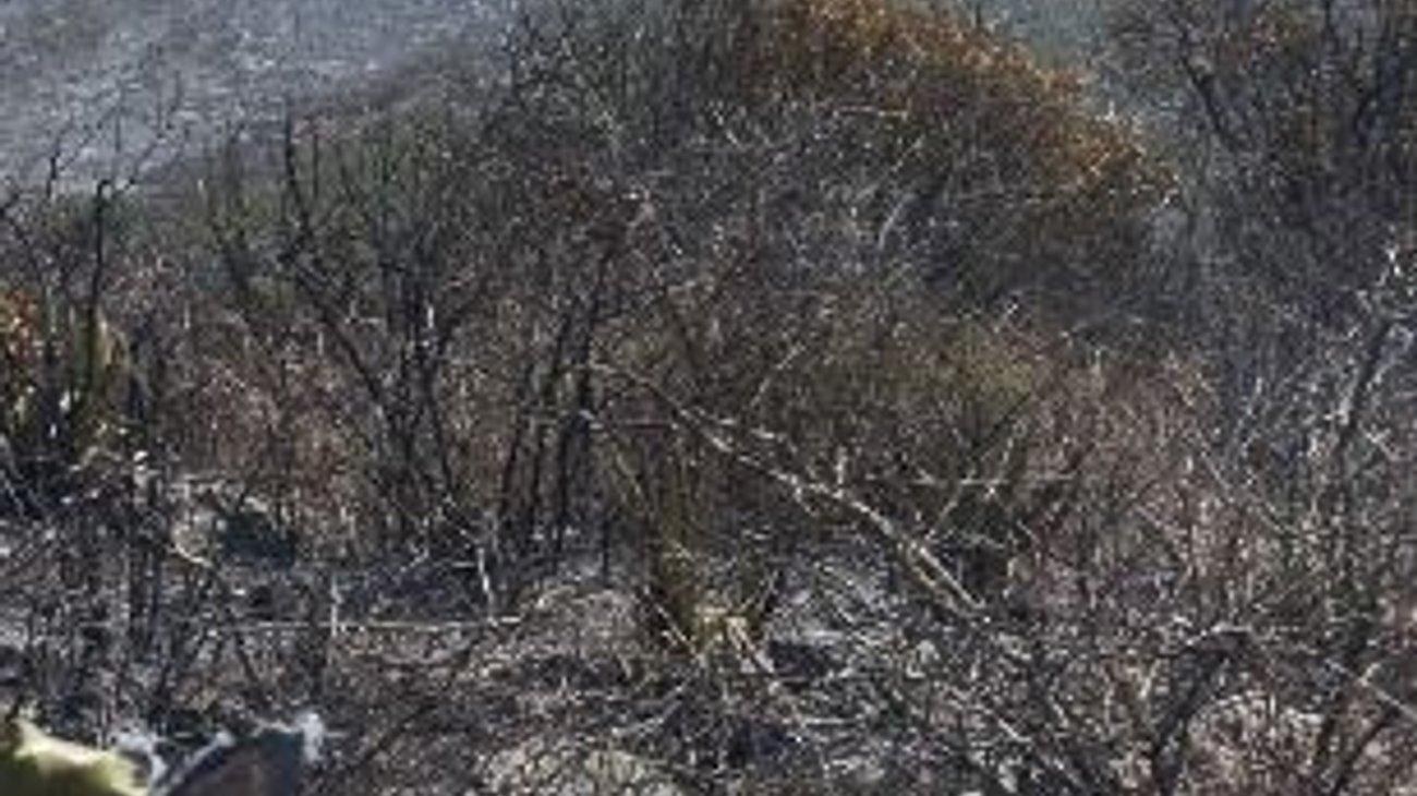 Whats_App_Image_2026_03_17_at_5_11_47_PM_1_cccba0440e