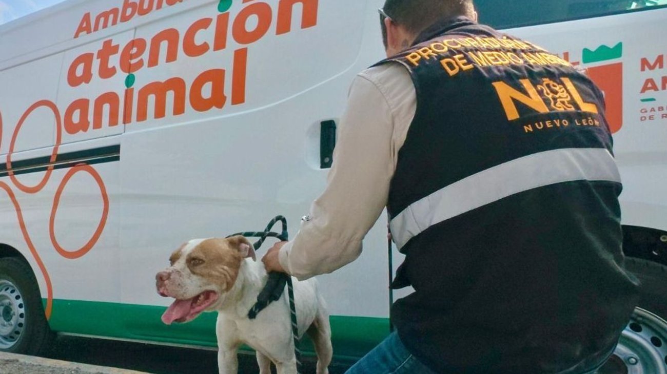 Rescata División Ambiental a perro agredido en Guadalupe