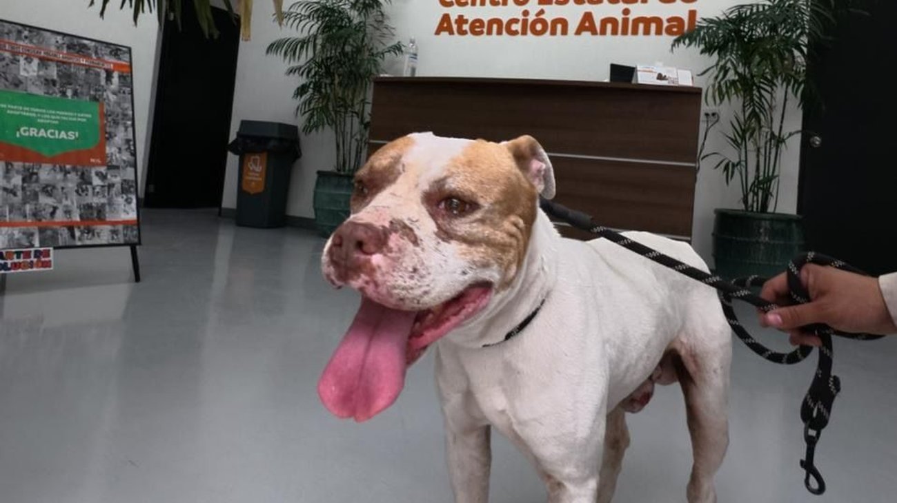 Whats_App_Image_2026_03_17_at_5_27_47_PM_67cae717fd