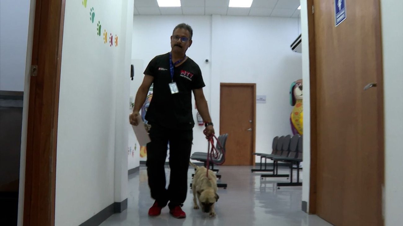 Avanza estado de salud de perrito rescatado en Monterrey