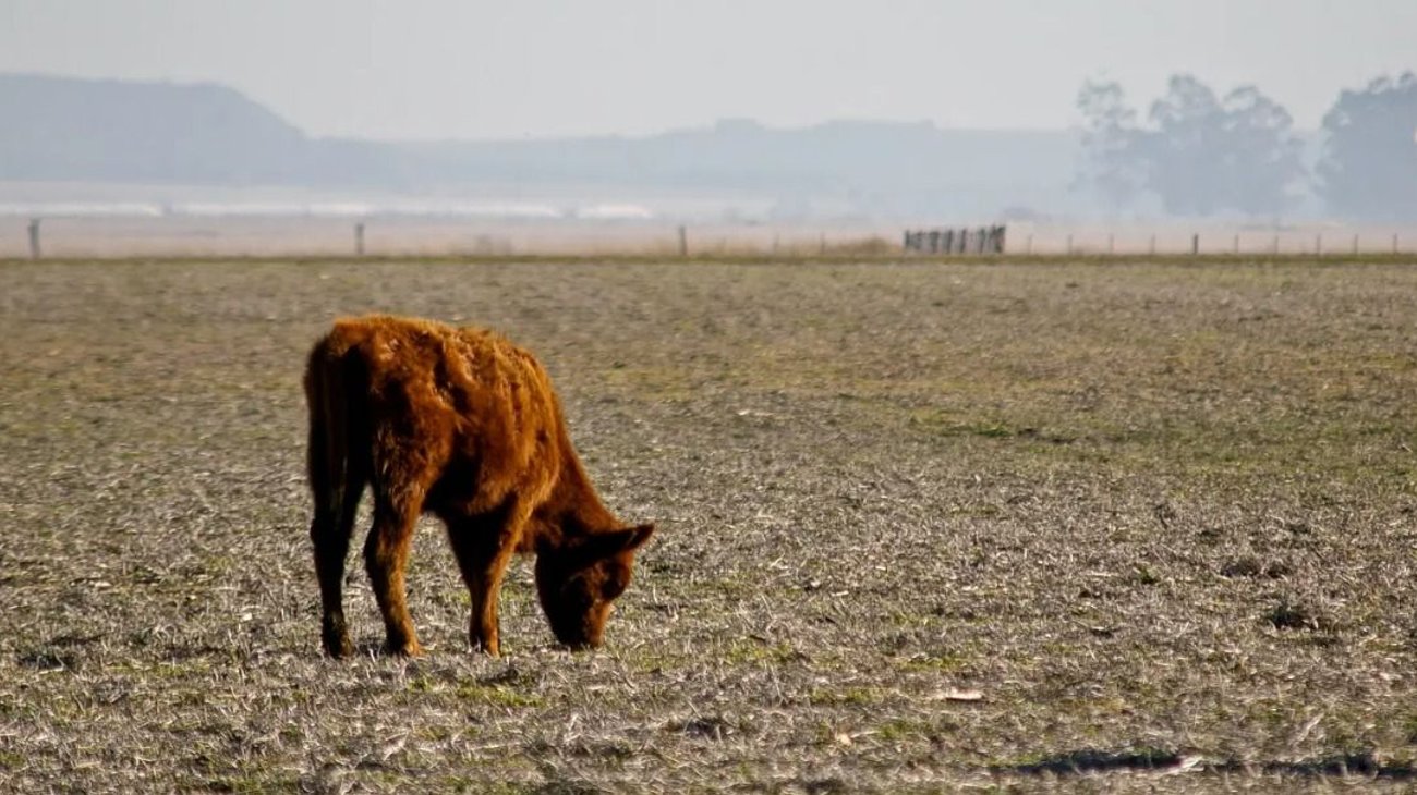 Whats_App_Image_2026_04_06_at_12_06_18_AM_8e8e96287f