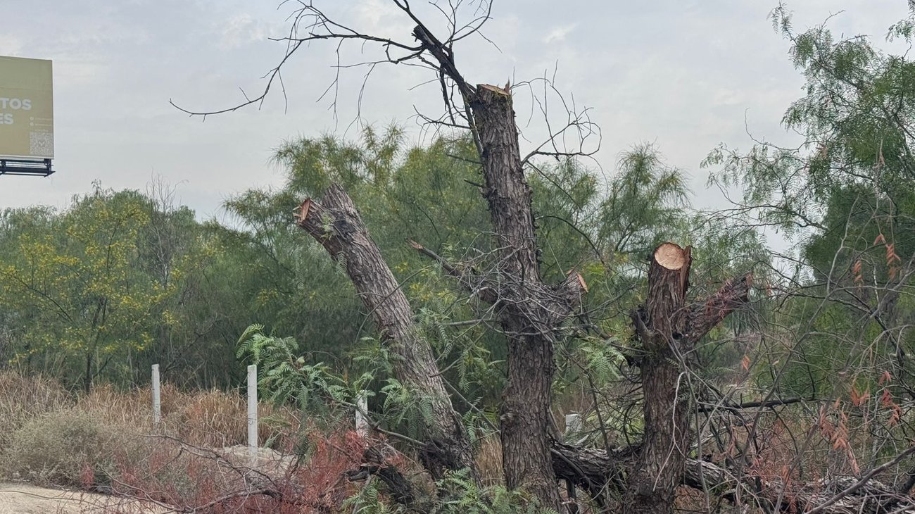 Talan pirul en colonia Alpes y desatan inconformidad en Saltillo