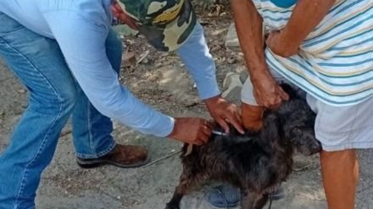 Gobierno destina 11 mdp para campaña antirrábica