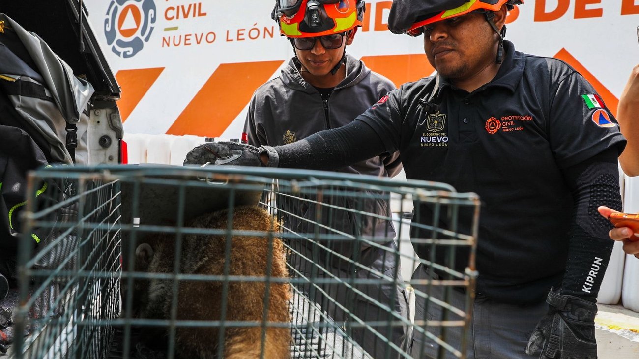 Realizan rescate de coatí en campus Tec de Monterrey