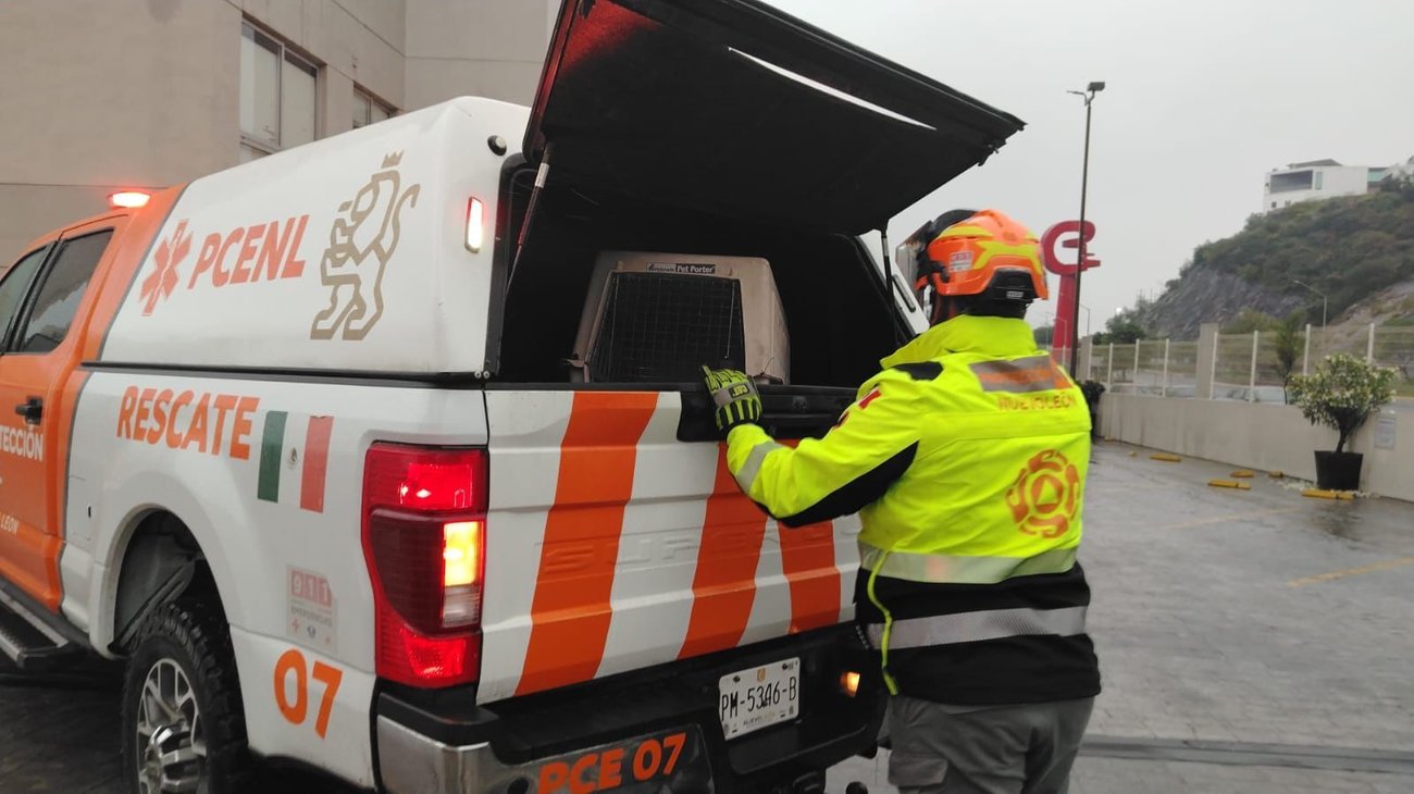 Rescatan a tres gatitos en colonia Residencial Dinastía