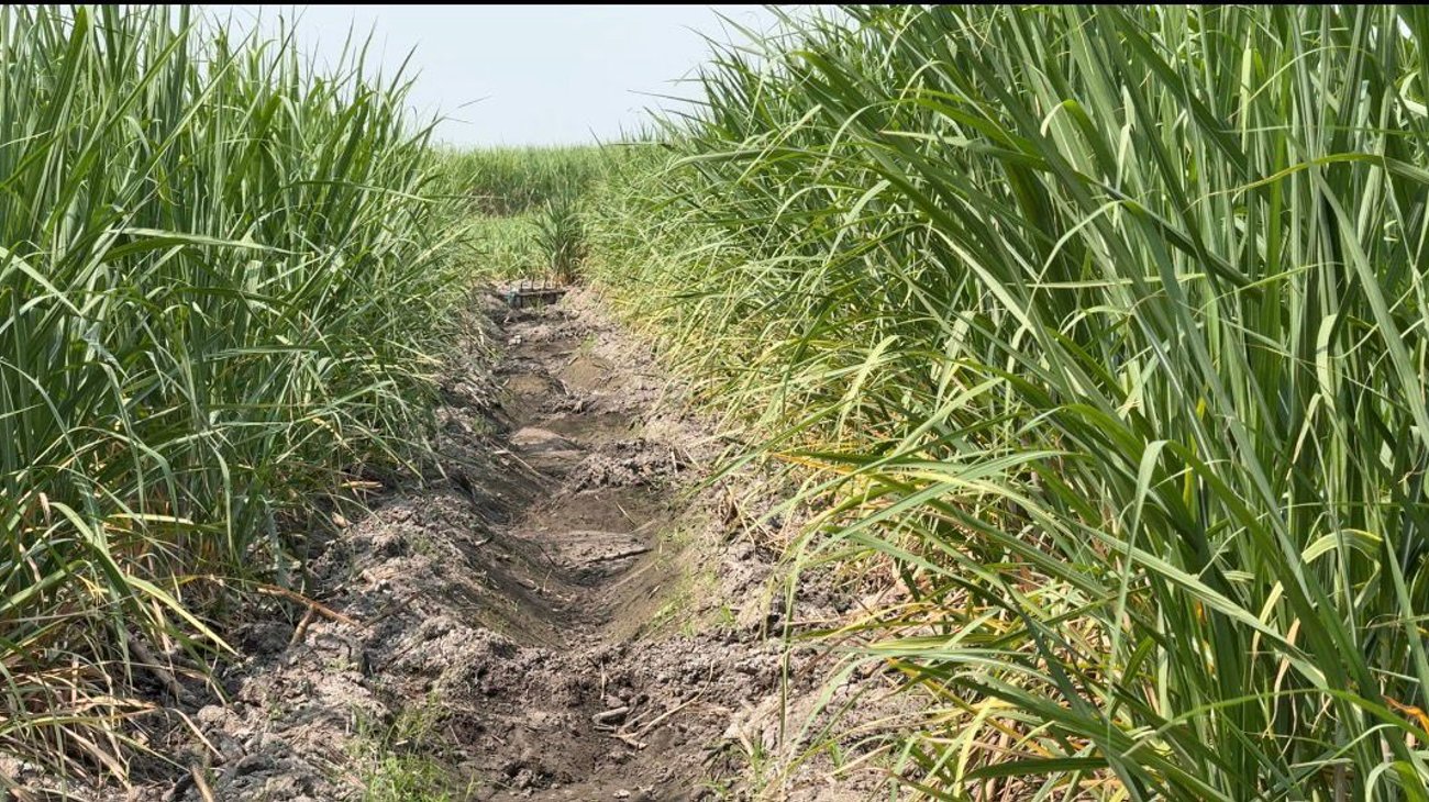 Tamaulipas prevé producción de 1.9 millones de caña