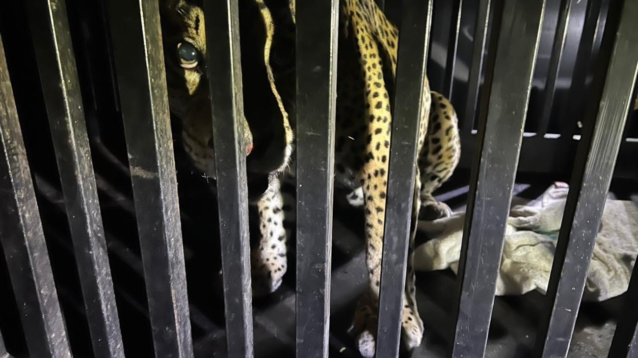 Rescatan y atienden a felino silvestre en Tamaulipas