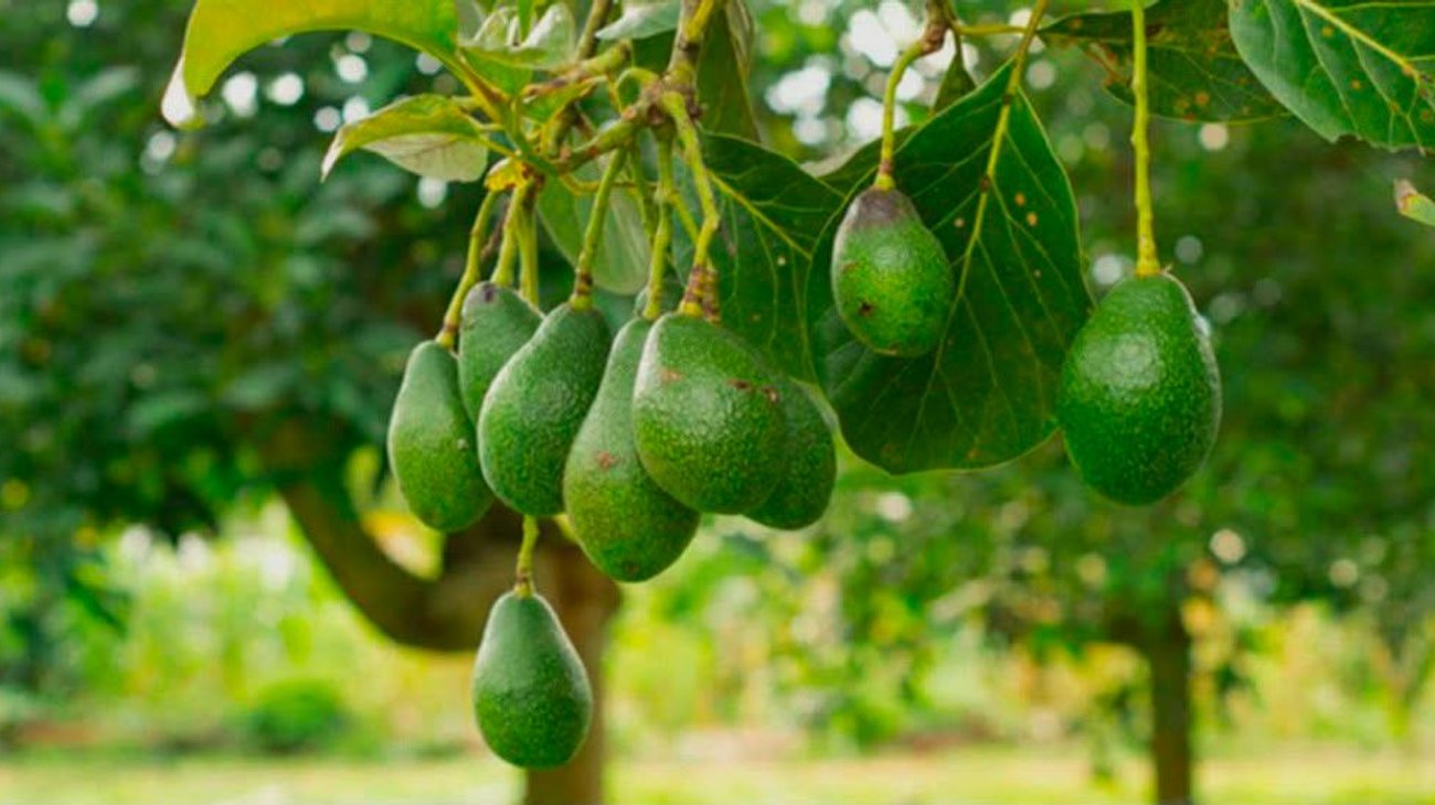 Impulsa Tamaulipas la producción local de aguacate