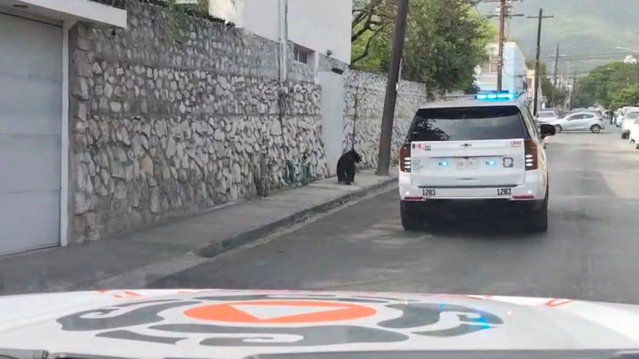 Sorprende oso deambulando en Av. Morones Prieto 