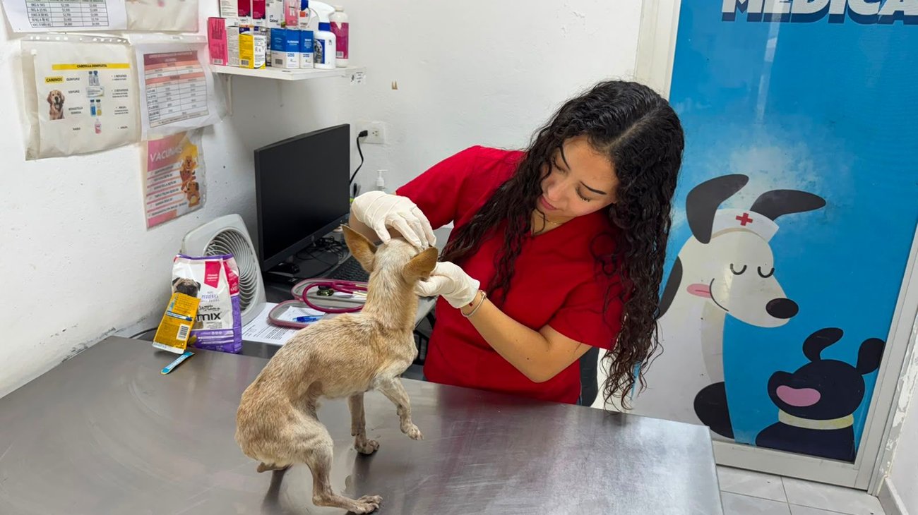 Rescatan a perro de la tercera edad bajo un puente de Escobedo