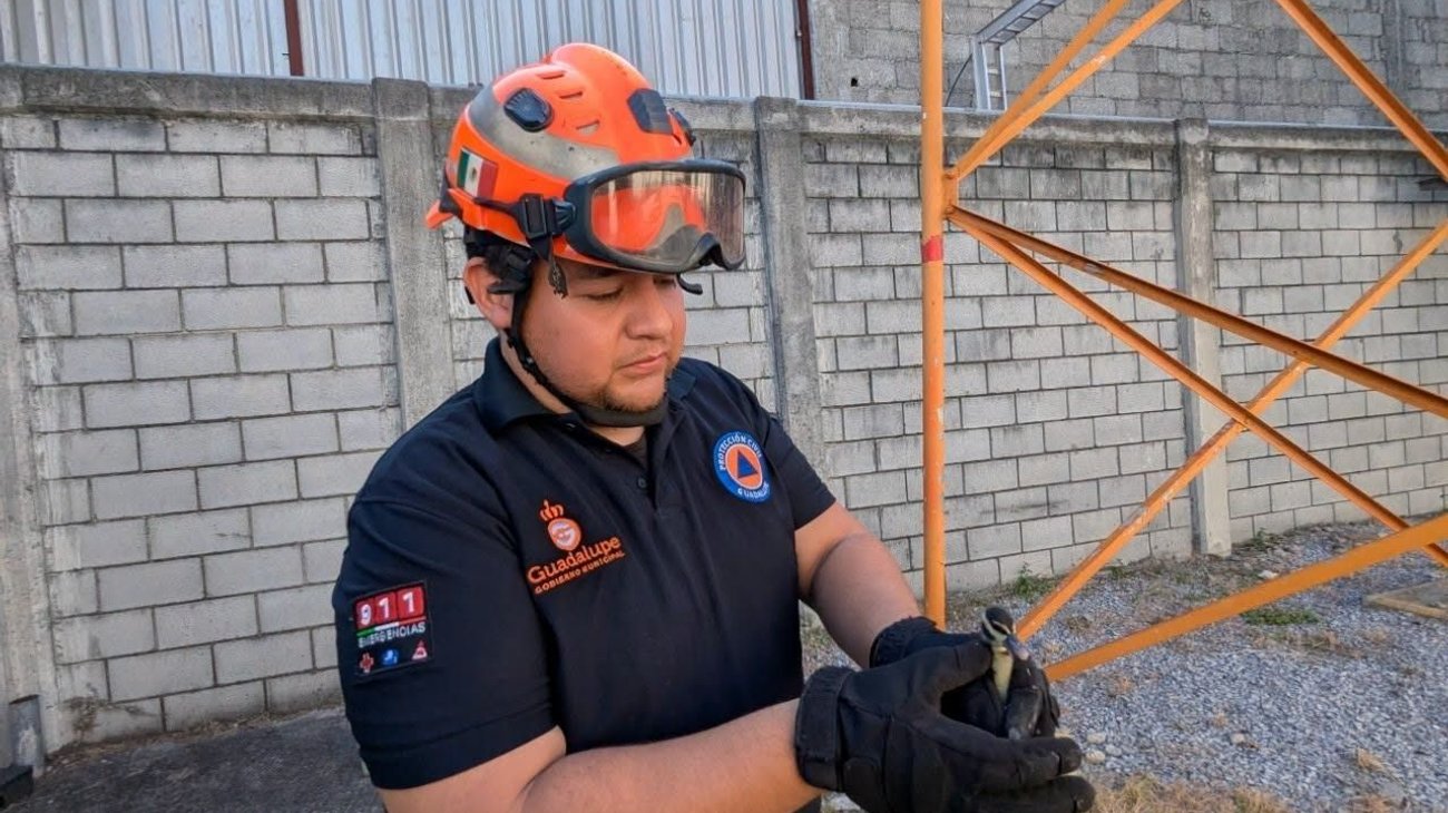 Rescatan a familia de patos en planta de CFE en Guadalupe