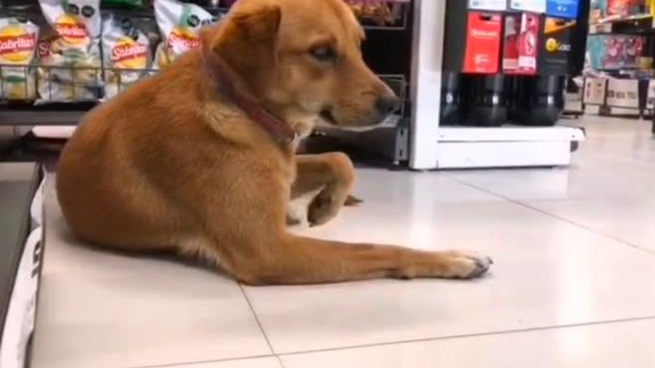 Tiendas de conveniencia refugian a perros ante el calor en Madero