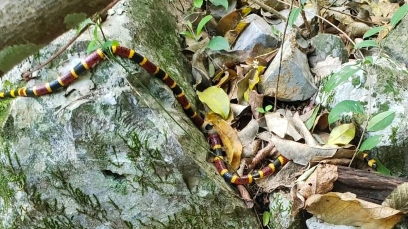 Coralillo arlequín: cómo identificarla y evitar riesgos
