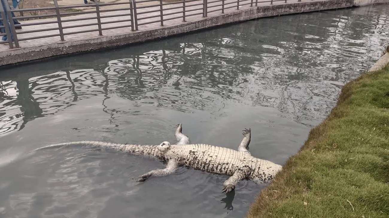 Encuentran cocodrilo de tres metros sin vida en Tampico