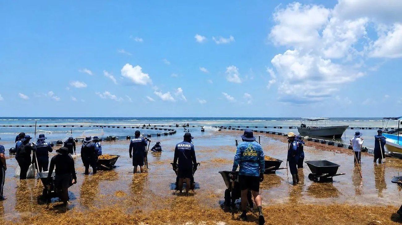 Marina retira 2,000 toneladas de sargazo en Costa Maya