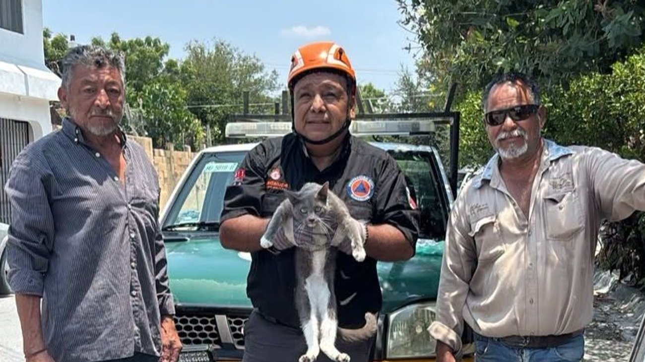 Rescata Protección Civil Guadalupe a gatito atrapado en un poste