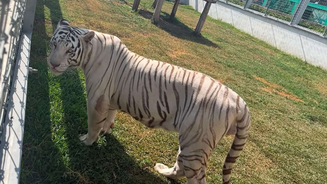 Cateos en Tamaulipas hallan más de 130 animales exóticos