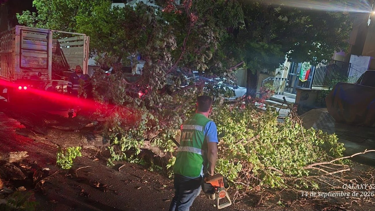 Retira Monterrey más de 40 árboles caídos por lluvias