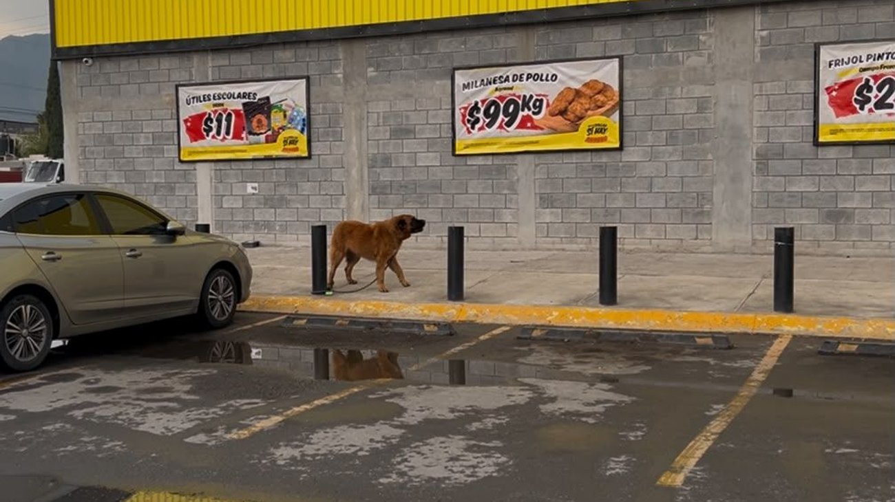 Deja perro agresivo amarrado en minisúper y crea preocupación