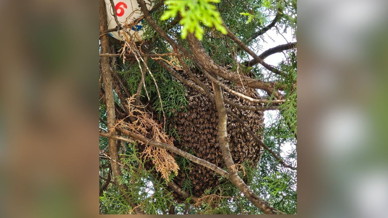 Vecinos alertan por panal de abejas en parque de la colonia Roma