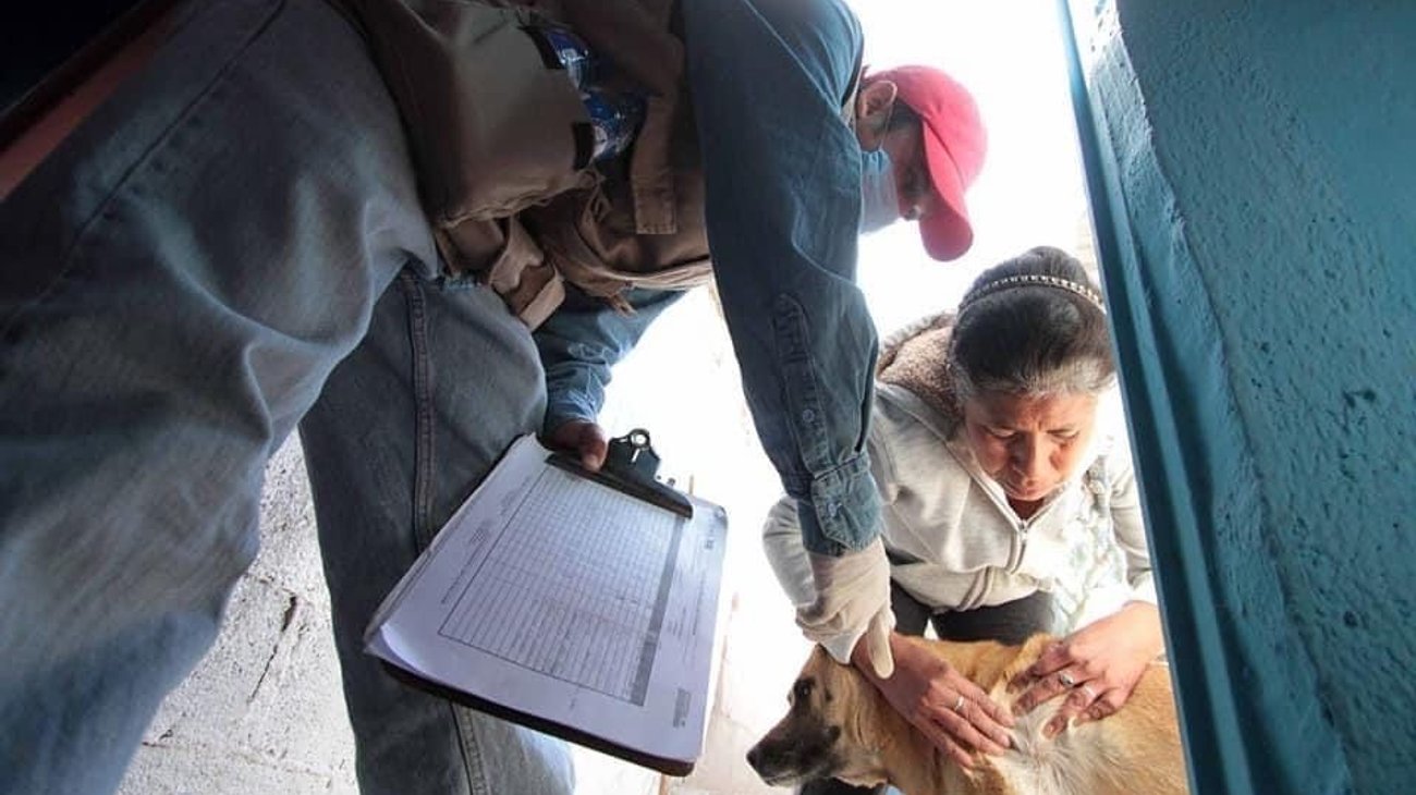 Reforzarán autoridades estrategias para prevenir rickettsiosis 