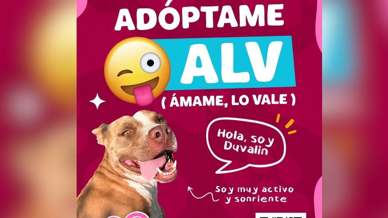 García lanza campaña 'Adóptame ALV' para mascotas rescatadas