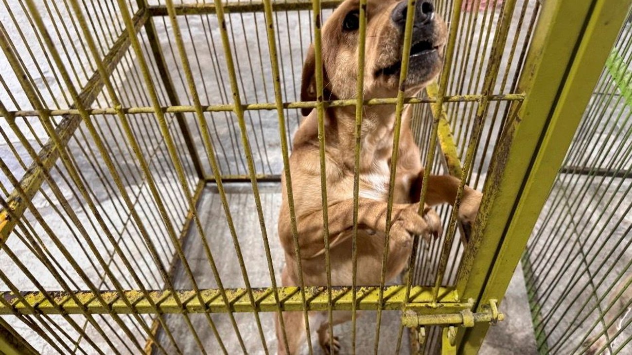 Alistan 17 mascotas para adopción en Centro de Bienestar Animal