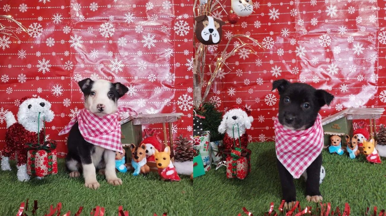 Con fotos navideñas promueven adopción de perros y gatos