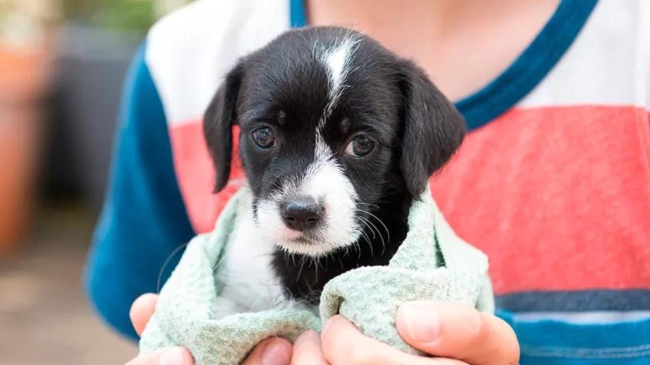 Ciudad italiana reducirá impuestos por adoptar un perro