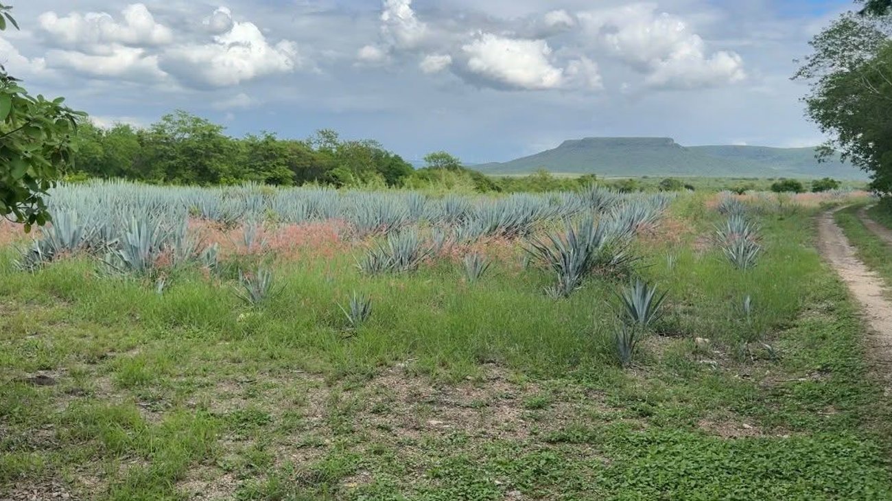 Cosecha Tamaulipas más agave, pero gana menos