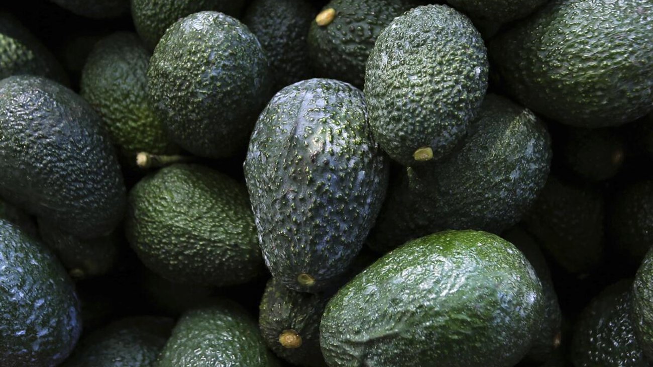 EUA reanuda parcialmente exportación de aguacate de Michoacán