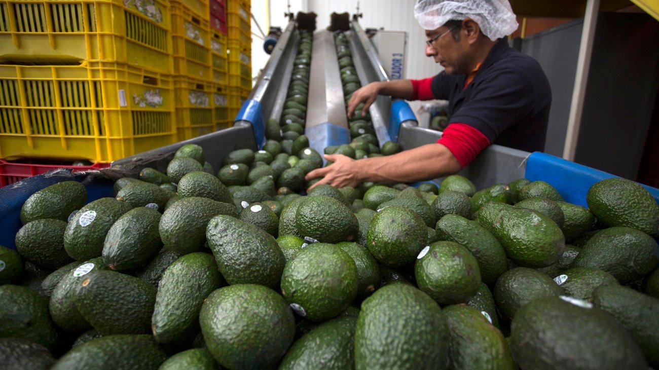 Garantizan seguridad para inspectores y empacadores de aguacate